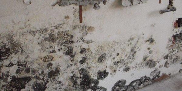 Hurricane Sally Mold Damage – Understand Your Insurance Claim Options