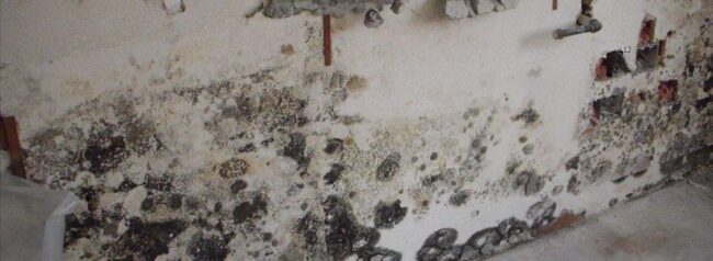 BlogImage (13) Hurricane Sally Mold Damage – Understand Your Insurance Claim Options