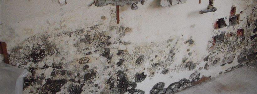 Hurricane Sally Mold Damage – Understand Your Insurance Claim Options