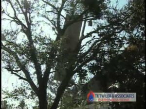 How a Public Insurance Adjuster Can Help With Your Insurance Claim