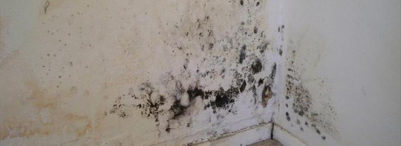 Would you like a little mold with that insurance claim?