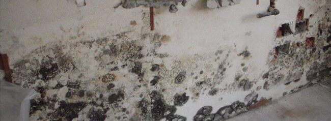 BlogImage (18) Dealing with Mold Insurance Claims after Hurricane Irma