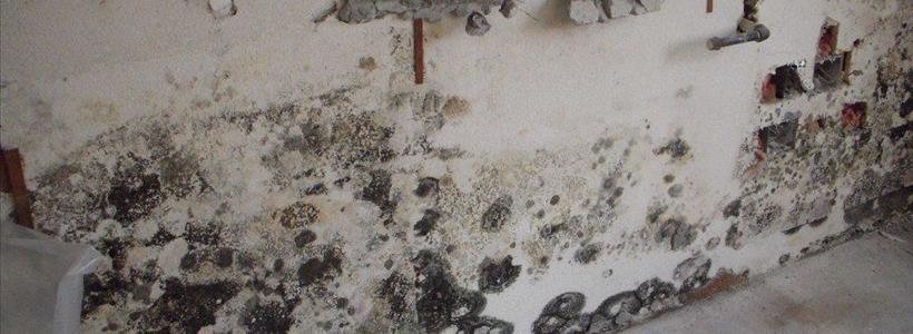 Dealing with Mold Insurance Claims after Hurricane Irma