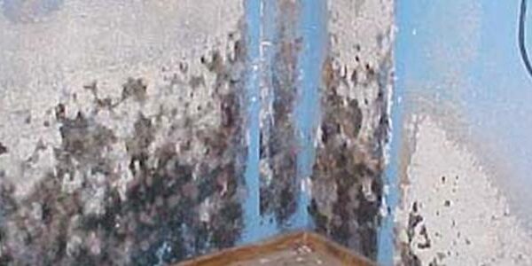 Tampa Bay Residents Wait on FEMATampa Flood Homeowners Should Beware of Mold – Is it Covered?