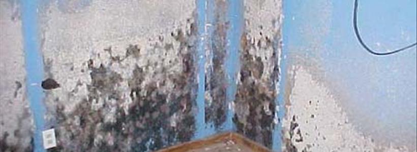 Tampa Bay Residents Wait on FEMATampa Flood Homeowners Should Beware of Mold – Is it Covered?